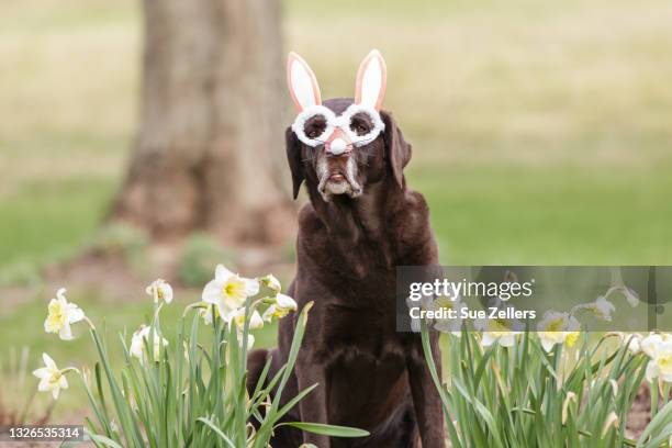 chocolate labrador as an easter bunny - dog easter stock pictures, royalty-free photos & images