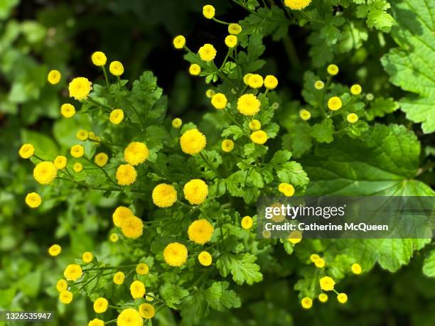 yellow “golden ball” chrysanthemum blossoms - tansy stock pictures, royalty-free photos & images