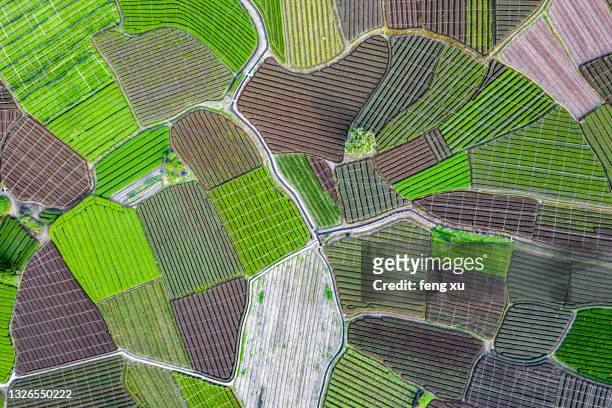 the largest tea garden in china (songyang damu mountain tea garden) - biggest stock pictures, royalty-free photos & images