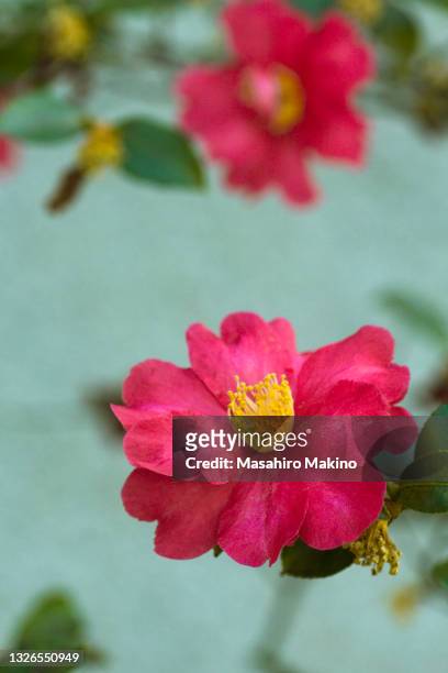 red camellia flowers - camellia stock-fotos und bilder