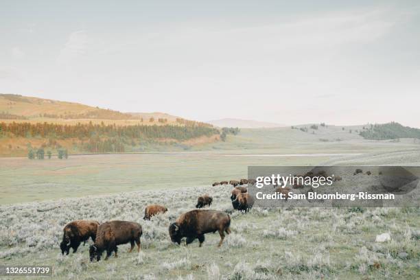 bison in the lamar valley - an ox stockfoto's en -beelden