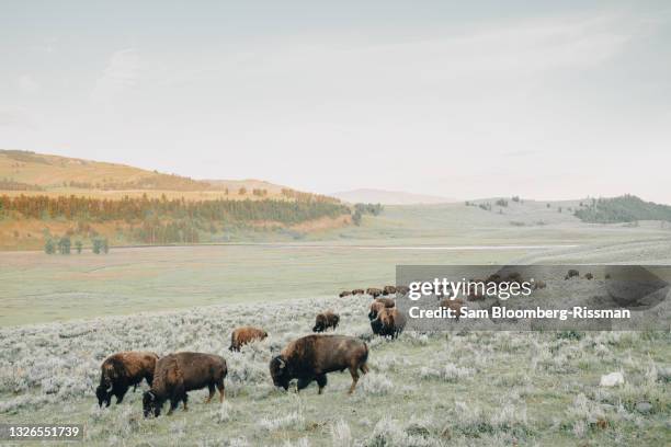 bison in the lamar valley - vild boskap bildbanksfoton och bilder