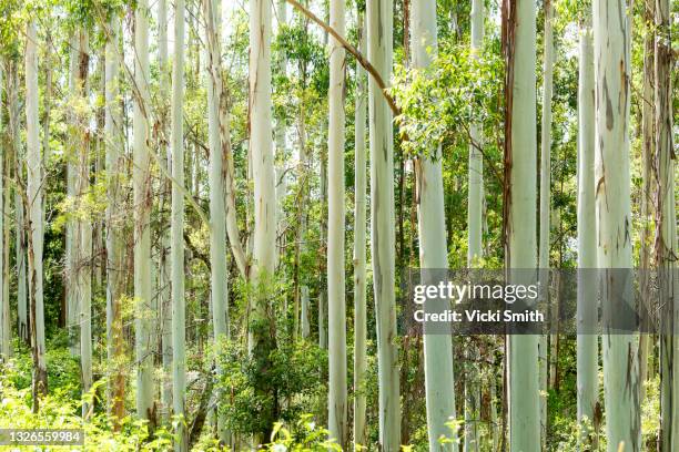 australian bush with tall eucalyptus trees and green foliage - árbol de eucalipto fotografías e imágenes de stock