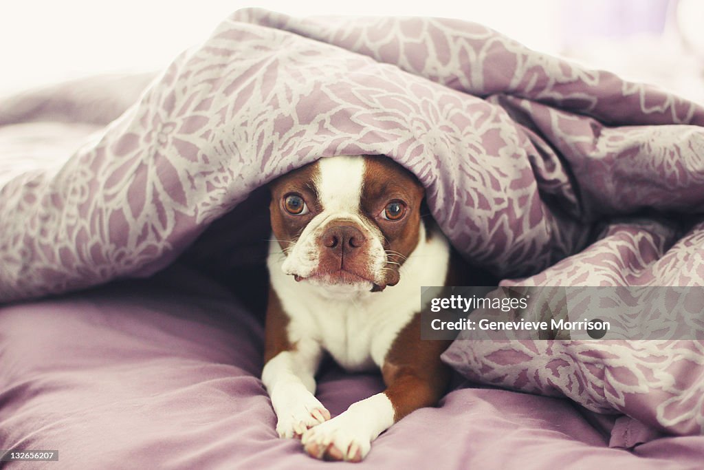Boston terrier peeking out from covers