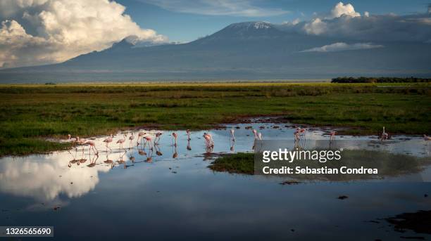 flamingos, near the mt. kilimanjaro, amboseli national park, kenya, africa. - mt kilimanjaro stock pictures, royalty-free photos & images