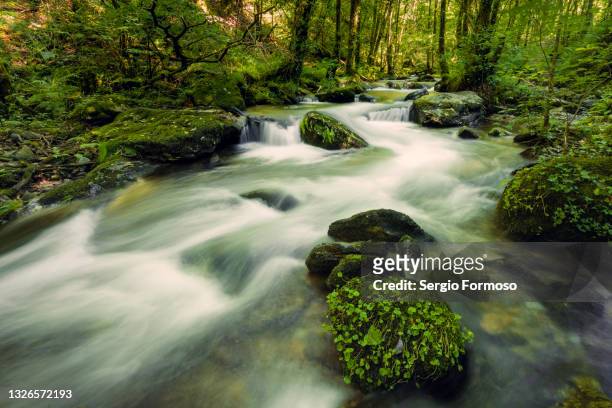 pristine stream in a virgin forest. river sesin in the natural park of as fragas do eume in galicia, spain. - moss imagens e fotografias de stock