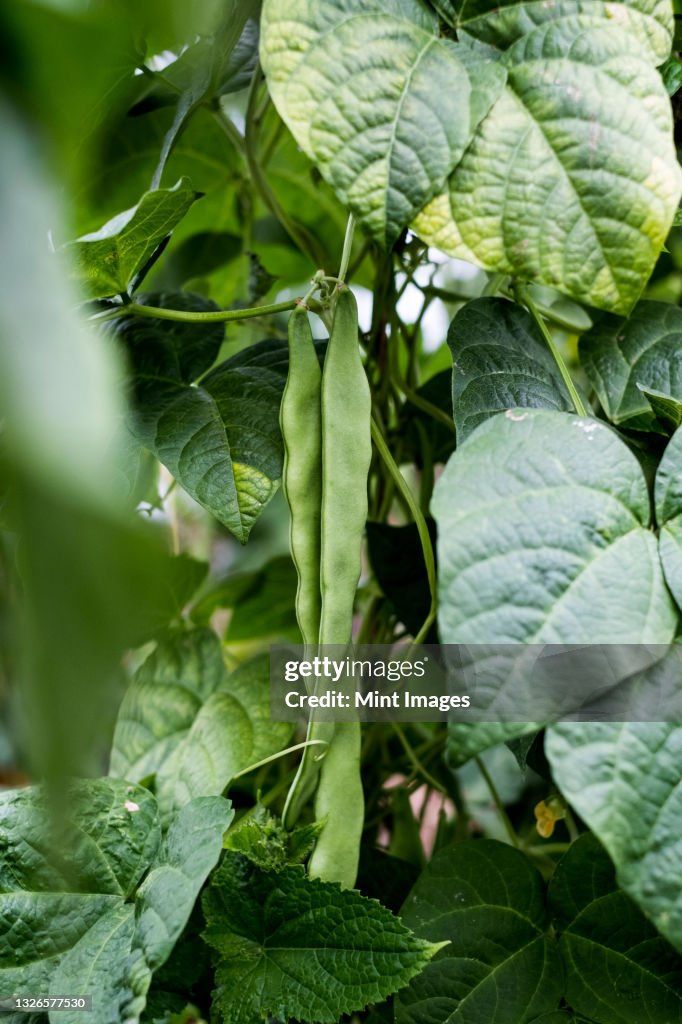 Close up of green beans growing