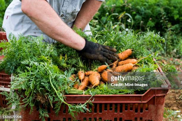farmer packing bunches of freshly picked carrots into crates. - carrot farm stock pictures, royalty-free photos & images