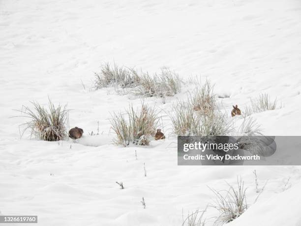 Snow Rabbit Photos and Premium High Res Pictures - Getty Images