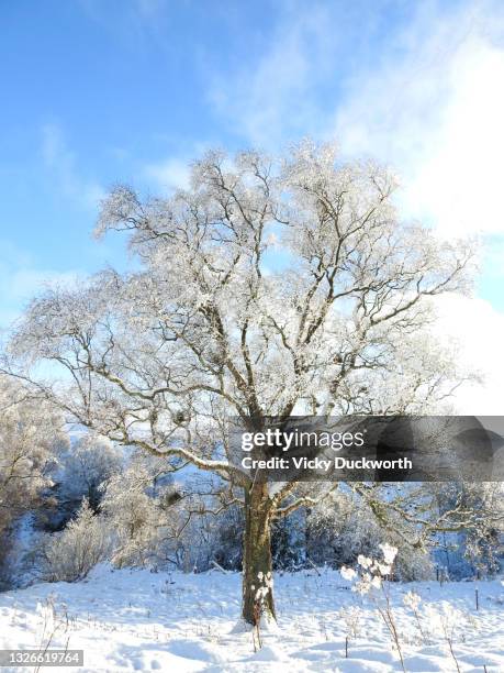 snowy silver birch - betula pendula stock pictures, royalty-free photos & images