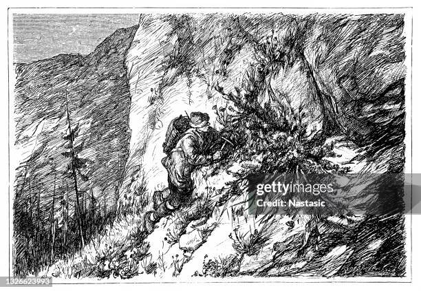 stockillustraties, clipart, cartoons en iconen met root diggers - edelweiss flower