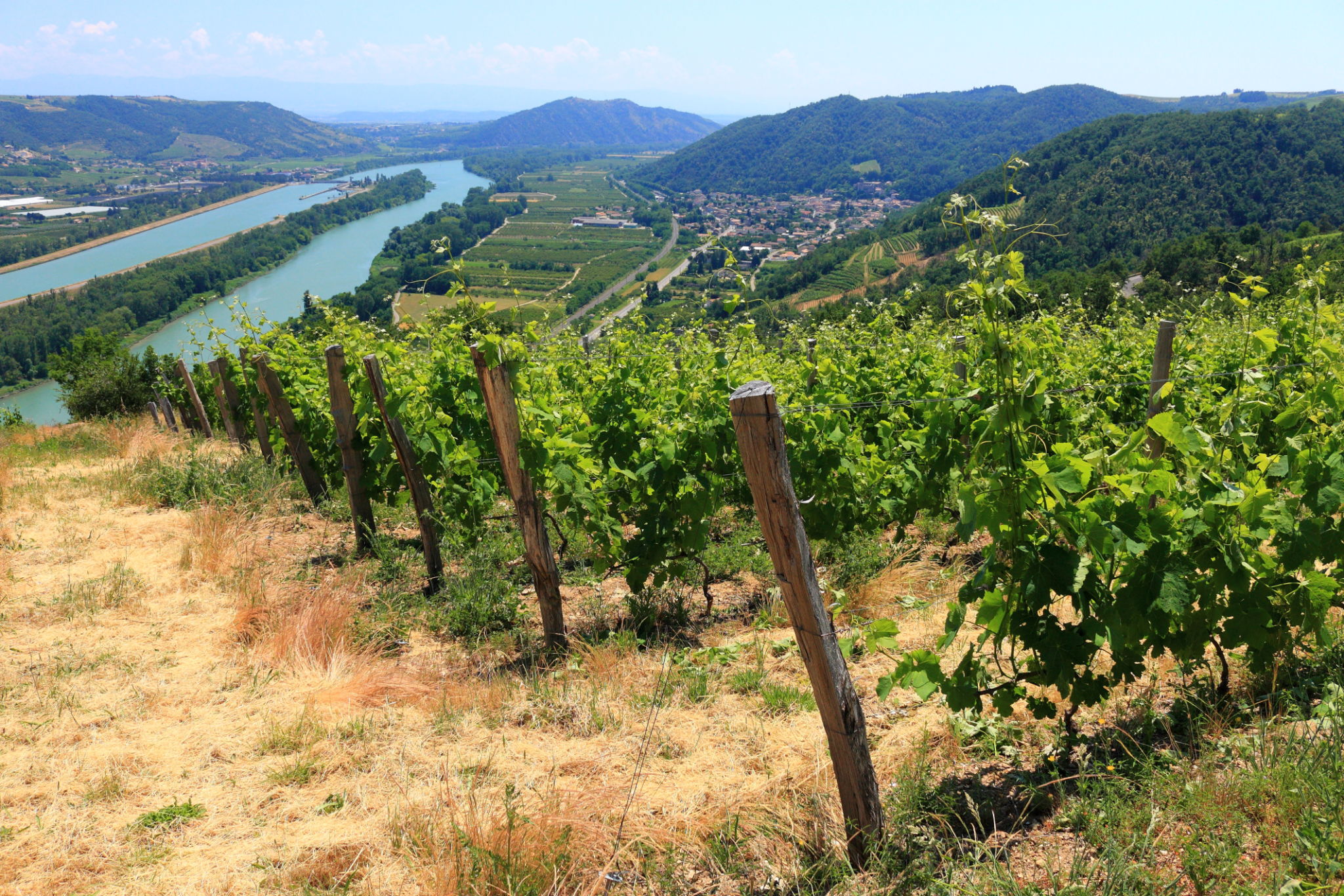 vienne vineyard wedding