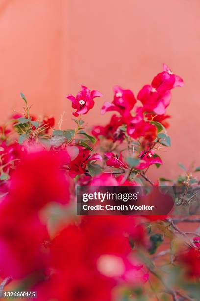 close up of pink bougainvillea blossoms - mexican flower pattern stockfoto's en -beelden