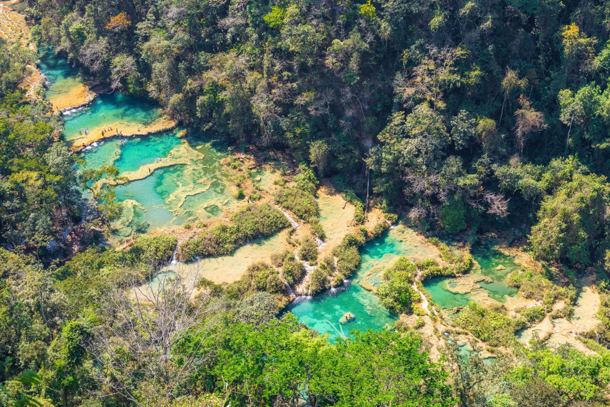 antigua rainforest