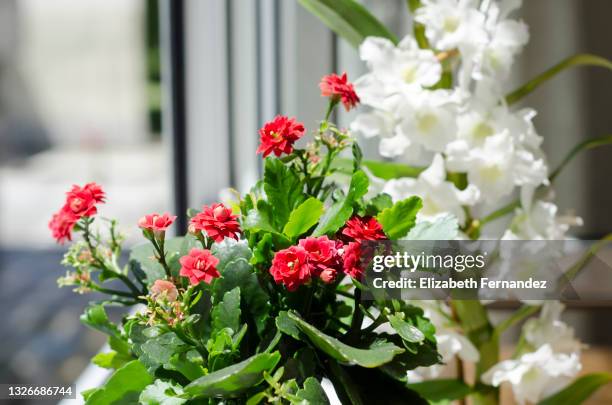 kalanchoe and orchids plants in the living room close to the window - kalanchoe stock pictures, royalty-free photos & images