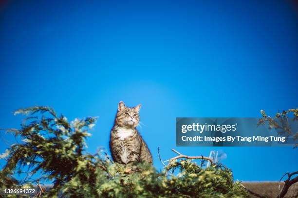 lovely domestic cat sitting on the garden wall in a sunny day - animal head on wall stock pictures, royalty-free photos & images