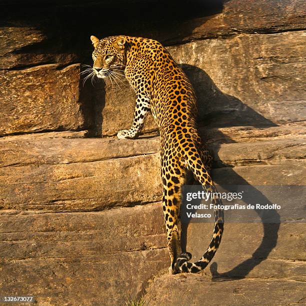 leopard - panthers stock pictures, royalty-free photos & images