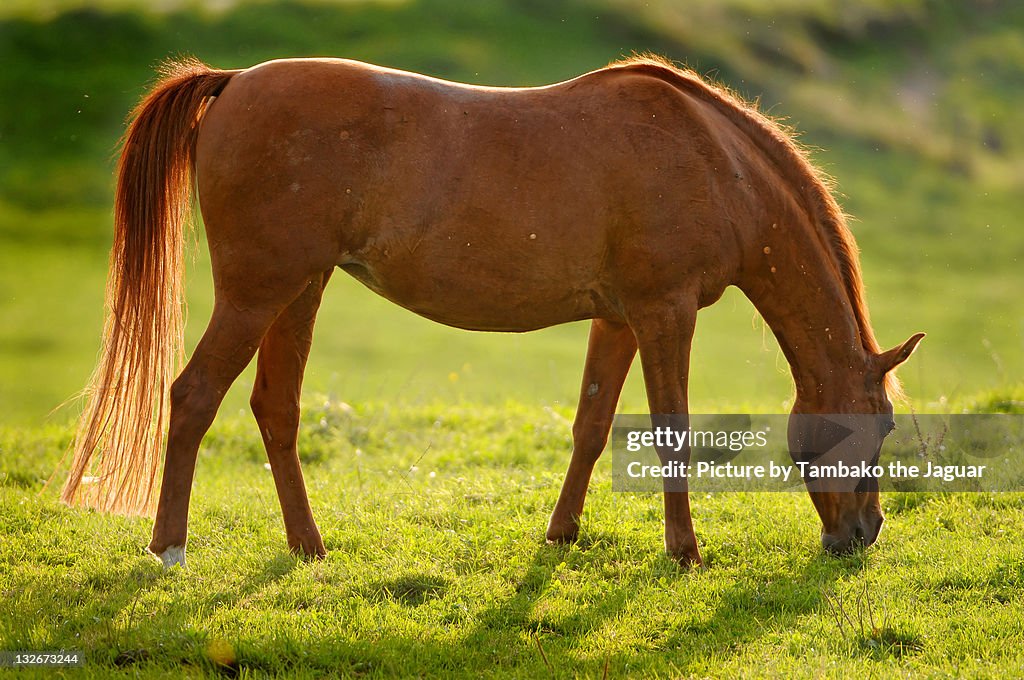 Backlight brown horse