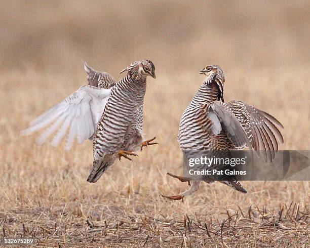 Prairie Chicken Battle, Foto de stock