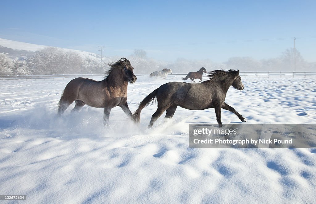 Ponies in snow