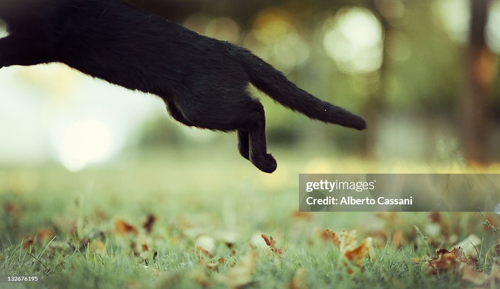 Cat jumping over grass