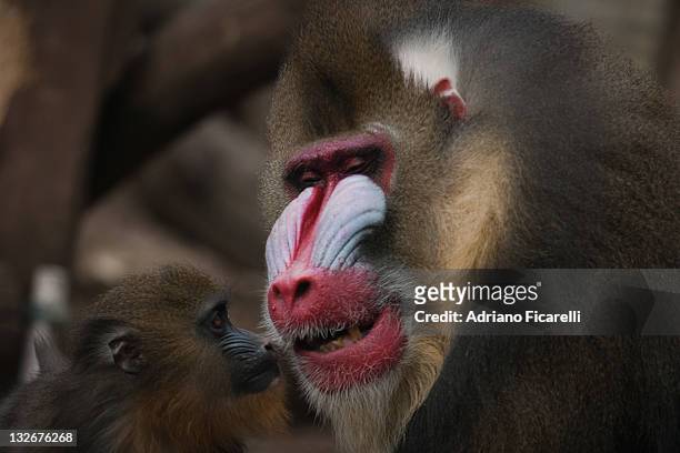 baboons - adriano ficarelli ストックフォトと画像