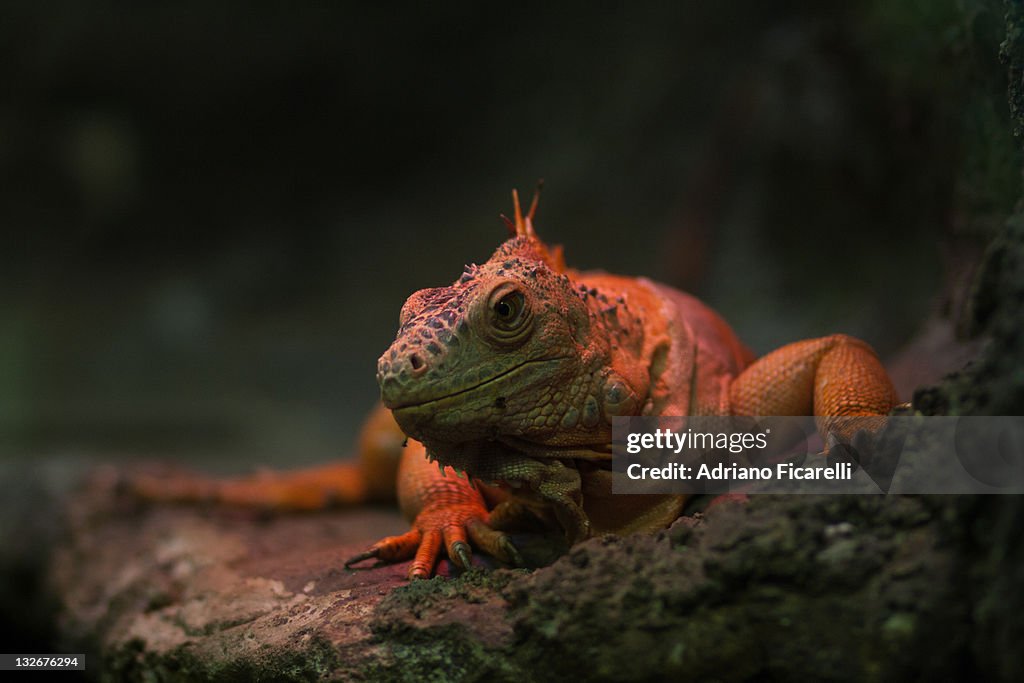 Iguana at warm red lamp