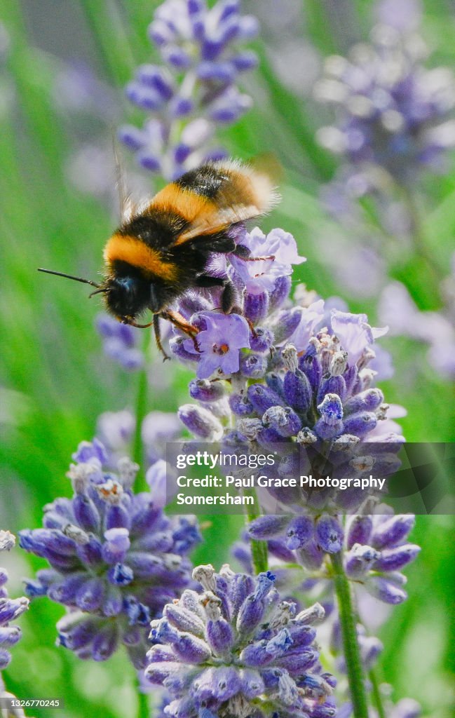 Bee collecting nectar from Lavender