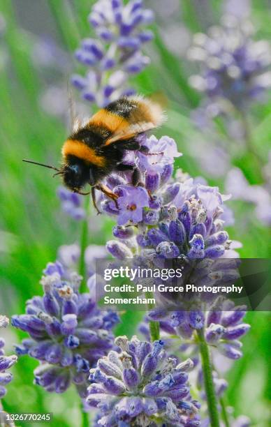 bee collecting nectar from lavender - honey bee stock pictures, royalty-free photos & images