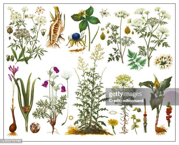 old lithograph of a poisonous plants - botanical stockfoto's en -beelden