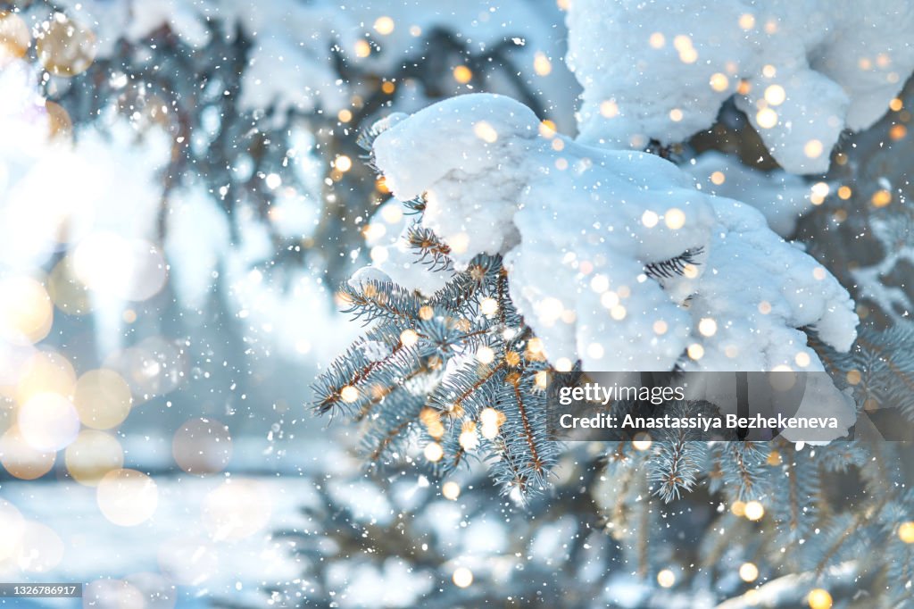 Snow on branches of christmas tree in sunny winter forest