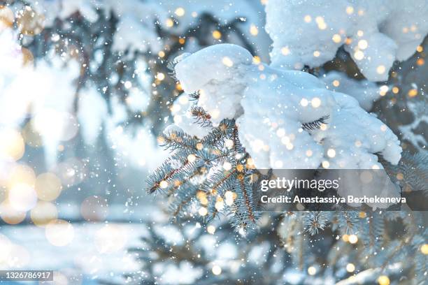 snow on branches of christmas tree in sunny winter forest - blue winter tree stockfoto's en -beelden