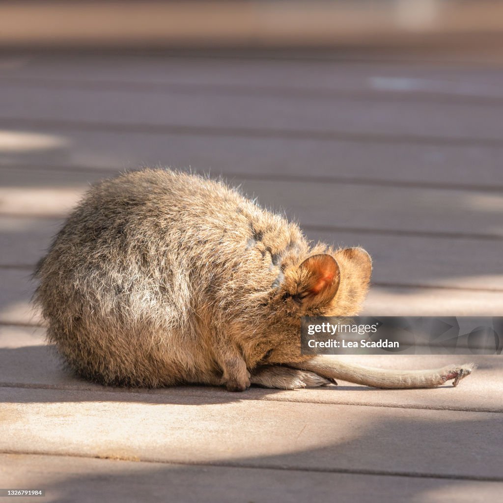 Sleeping baby quokka