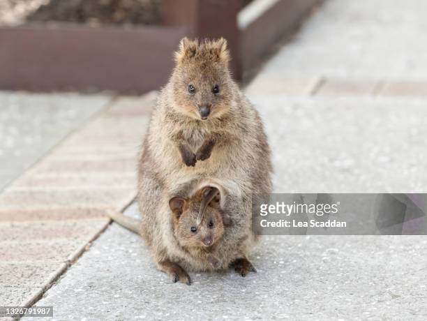 quokka family - marsupiale foto e immagini stock