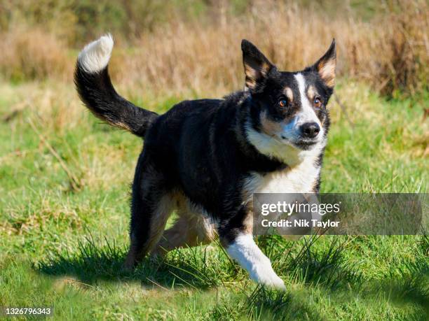 smooth collie running, uk - smooth collie stock pictures, royalty-free photos & images