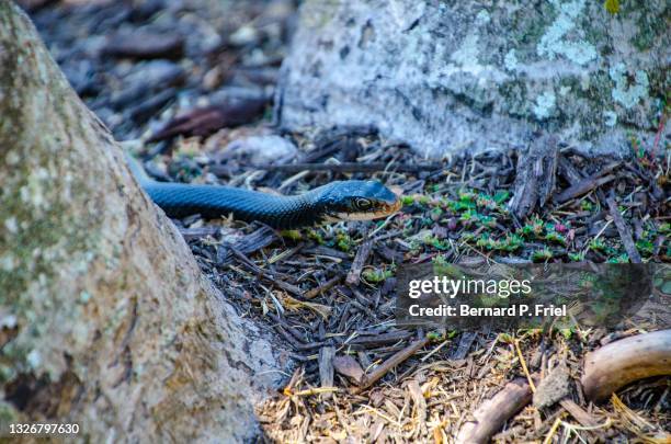 18 Eastern Racer Snake Stock Photos, High-Res Pictures, and Images ...