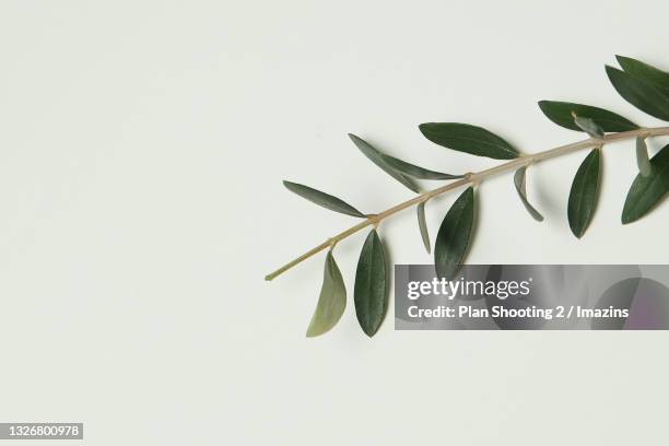 still life, olive tree, branch - olivenzweig stock-fotos und bilder