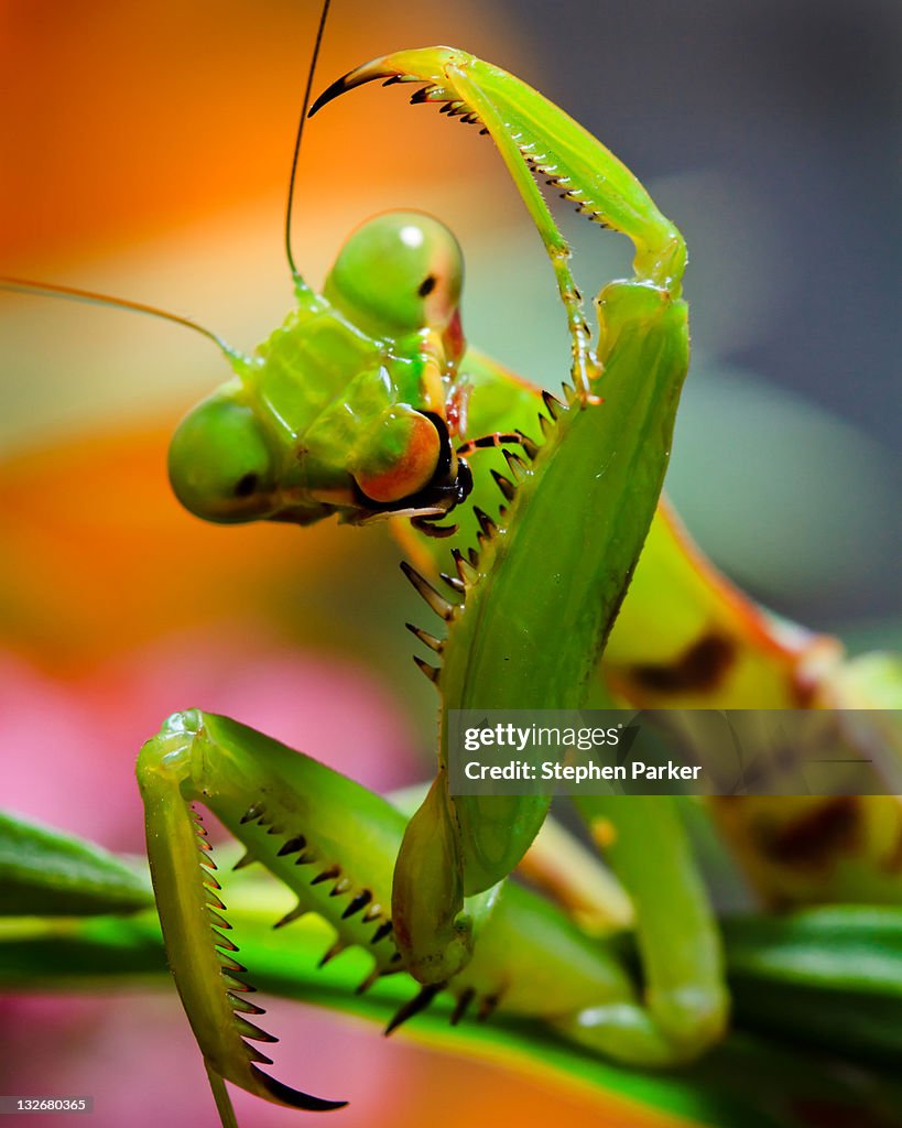 Praying Mantis