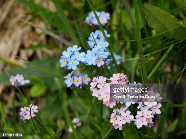 pink and light blue myosotis or alpine forget-me-not near bosco gurin in rovana valley - vergissmeinnicht stock-fotos und bilder