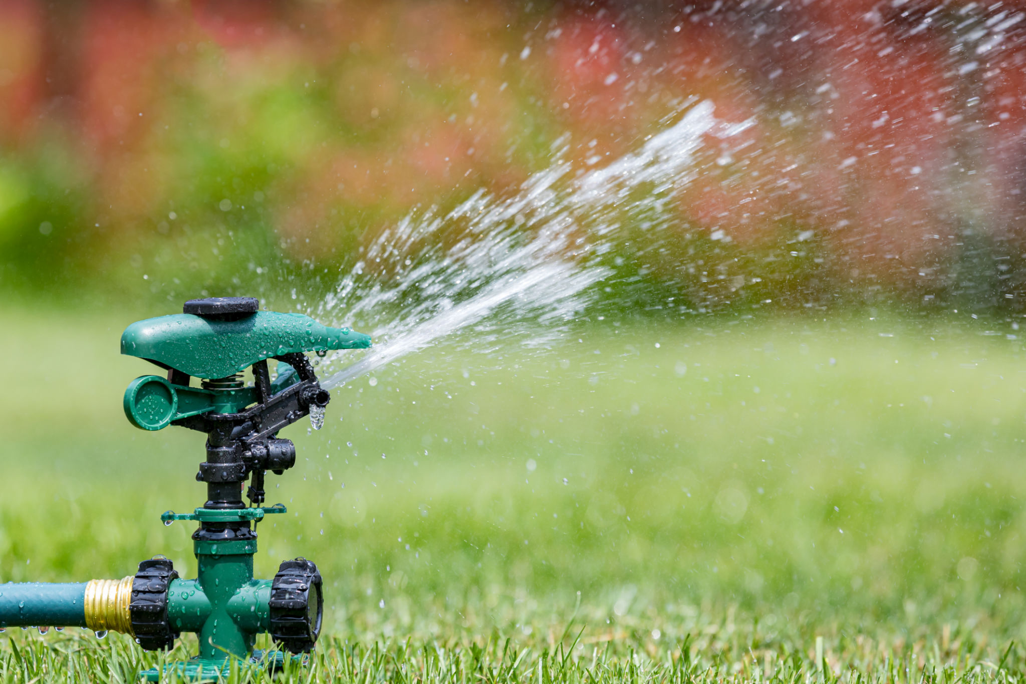 watering restrictions