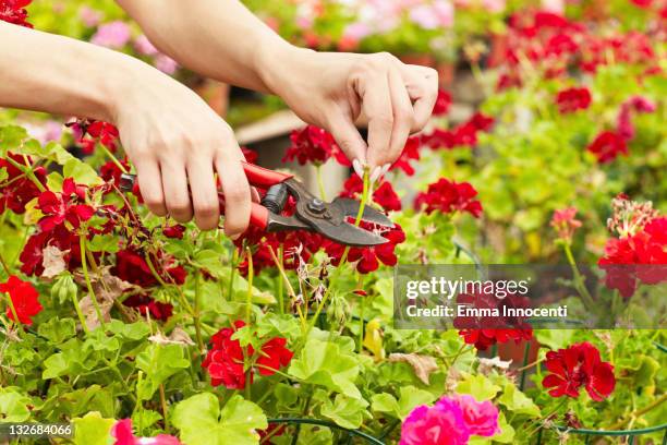 hands, trimming, geranium, shears - geranium photos et images de collection