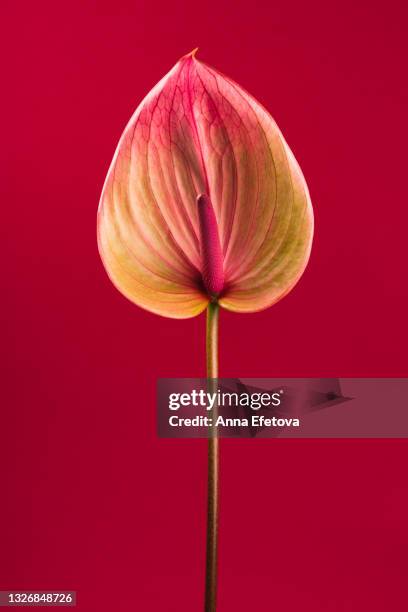 anthurium flower on long stem on red background. copy space for your design - long stem flowers fotografías e imágenes de stock