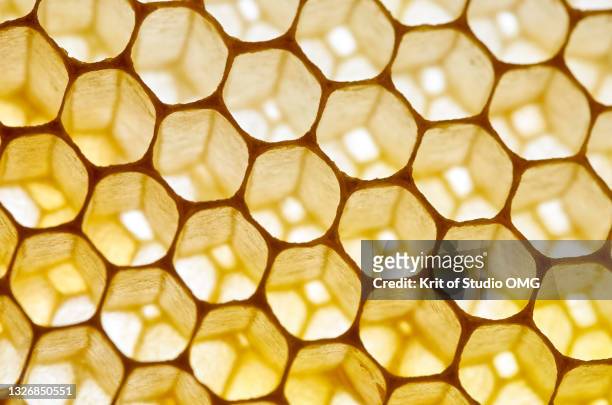 close-up view the honeycomb - alvéoles photos et images de collection