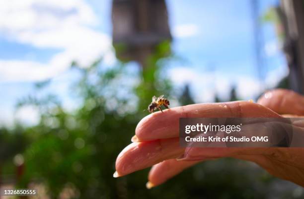 a bee on hand - steken-dierlijk-gedrag stockfoto's en -beelden