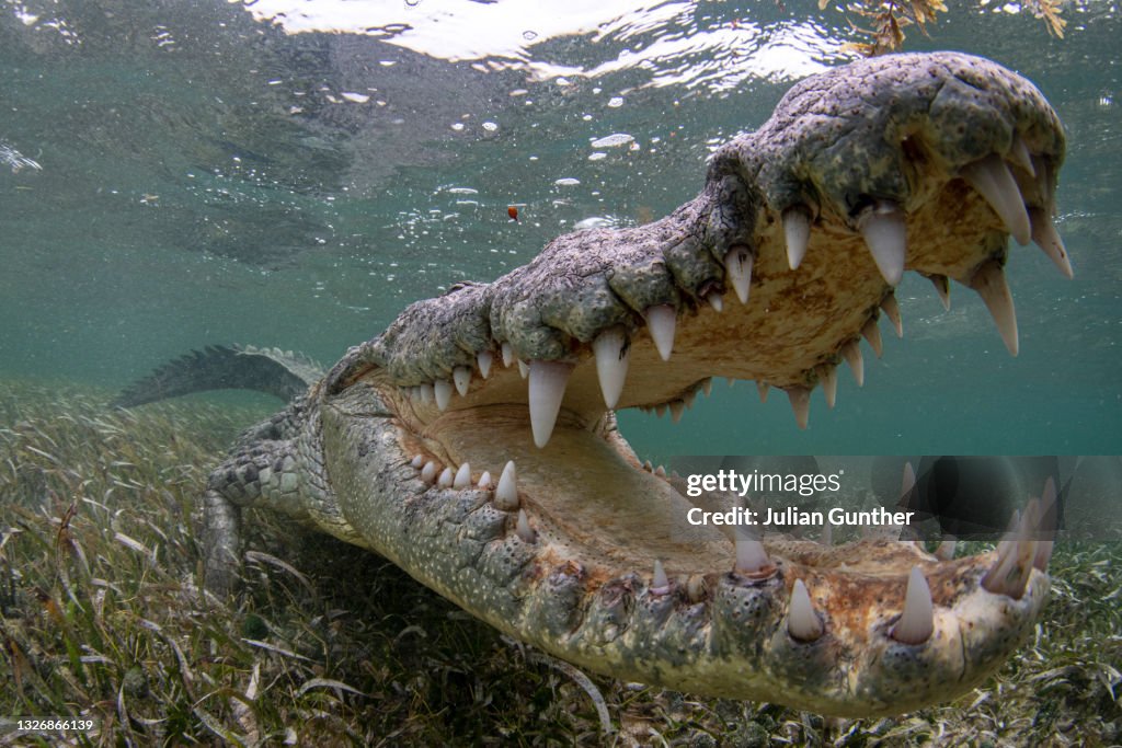 American Crocodile bares it’s teeth in the sea grass offshore Banco Chinchorro, Mexico