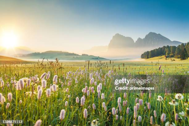 beautiful scenics of lupine flower in front of the odle mountain peaks,in spring, val di funes valley,italy - natural land state stock pictures, royalty-free photos & images