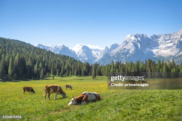 schauplatz immergrüner seiser alm und kuhgruppe, bei sonnenaufgang mit zirbenwald im hintergrund südtirol, italien - evergreen forest stock-fotos und bilder