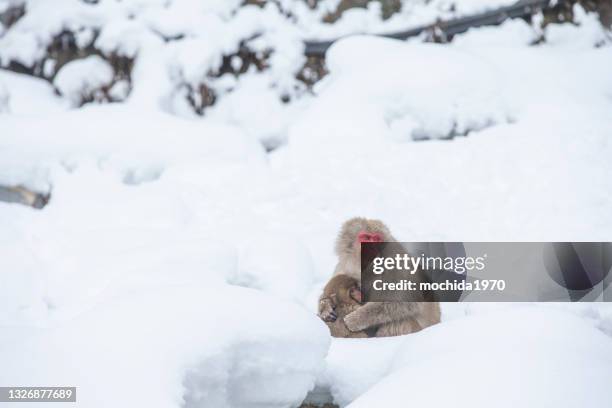 snow monkey - japanese macaque stockfoto's en -beelden