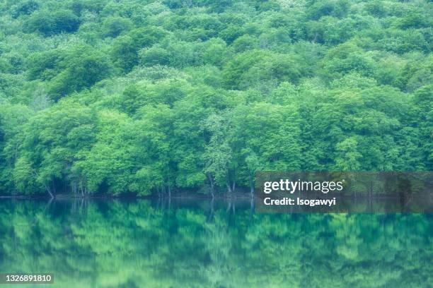 waterside green forest - lush stock pictures, royalty-free photos & images