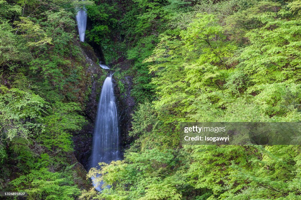 Waterfalls In Fresh Green